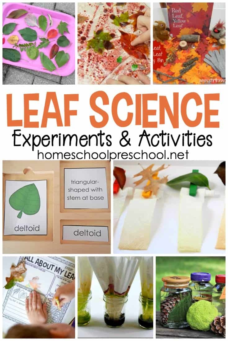 science activities for preschoolers printables