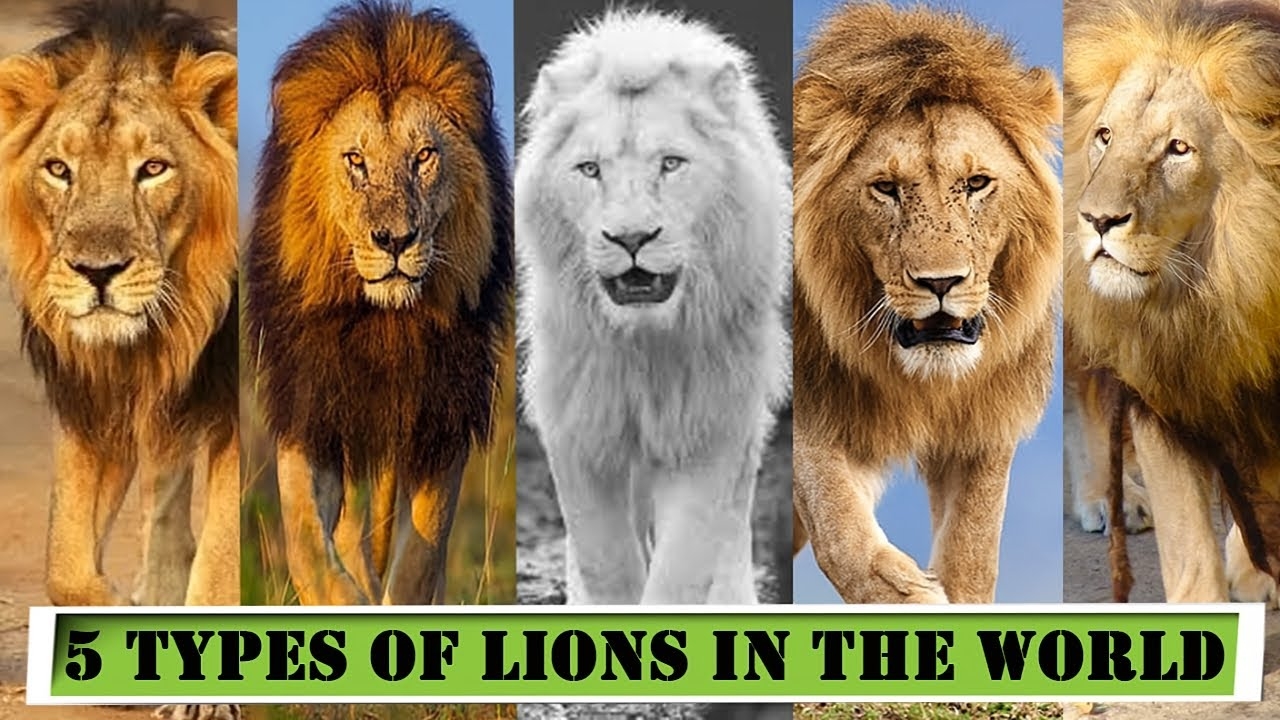 different color lions