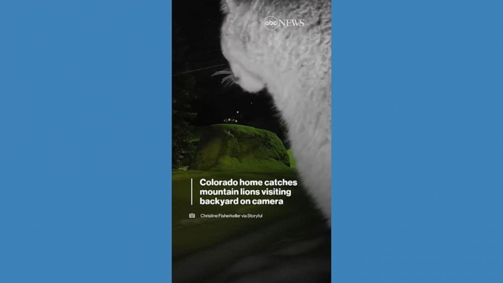 Video Colorado Mountain Lions Visit Family 39 s Backyard ABC News