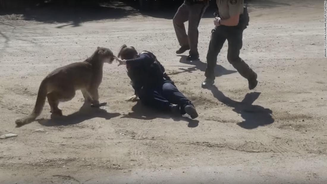 Video Shows Mountain Lion Attacking Deputy In Colorado CNN Video