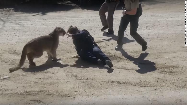 Video Shows Mountain Lion Attacking Deputy In Colorado CNN Video
