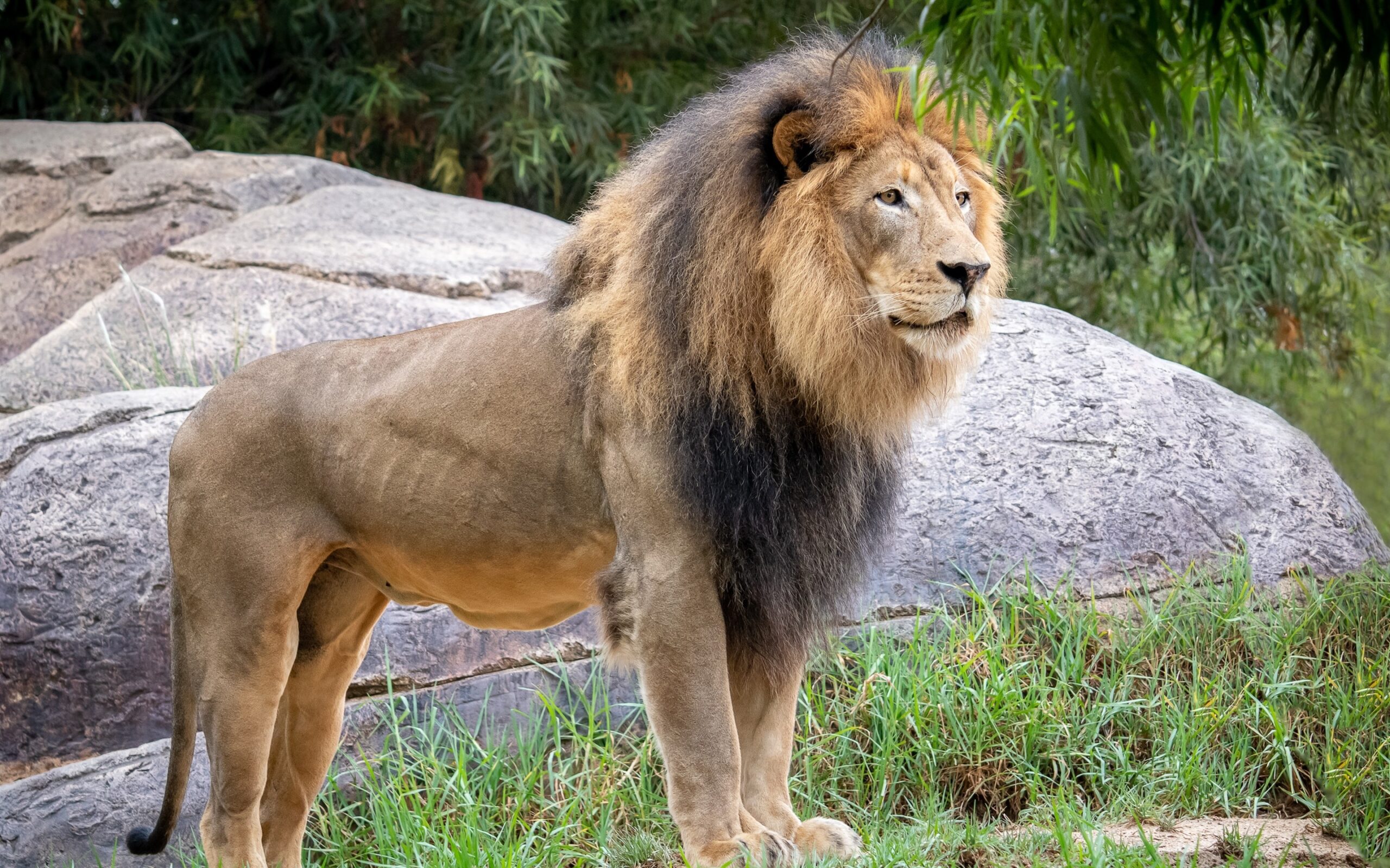 Wallpaper Lion Mane Wildlife 2880x1800 HD Picture Image