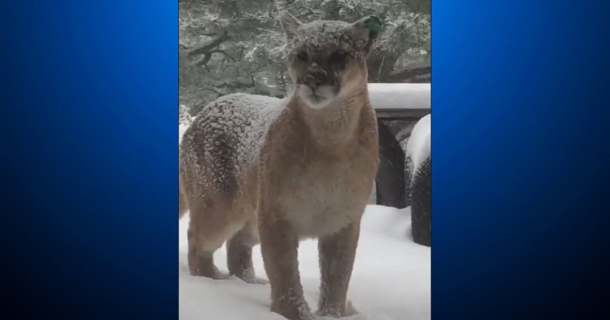 WATCH British Woman Gets Video Of Mountain Lion Right Outside Home In 