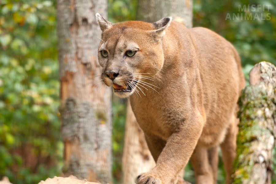  WATCH Mountain Lion Sounds Why Do They Scream 