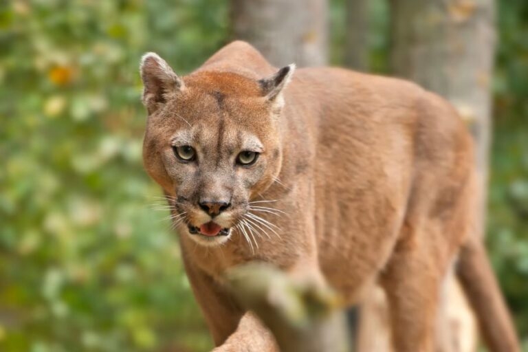  WATCH Mountain Lion Sounds Why Do They Scream 