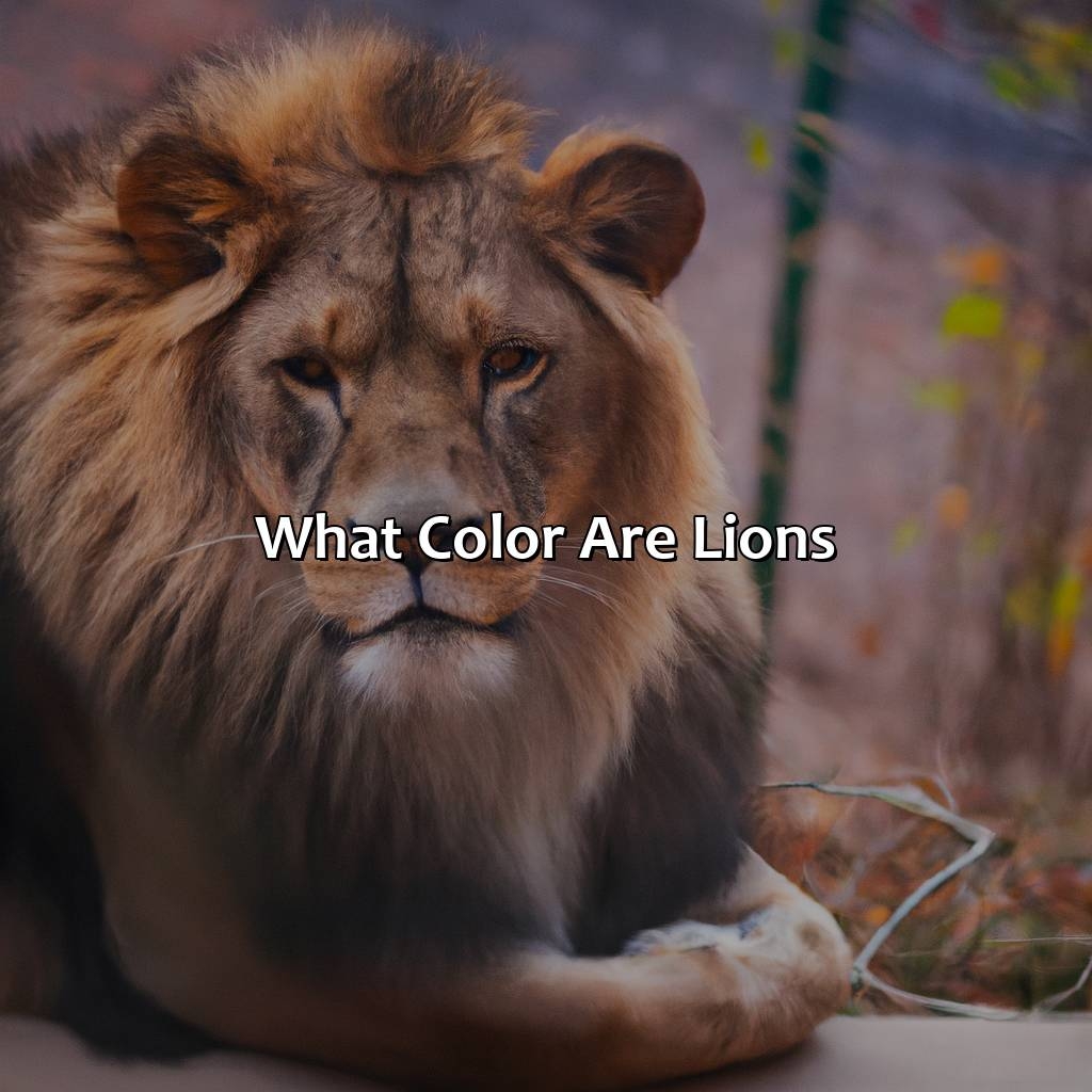 What Color Are Lions Colorscombo