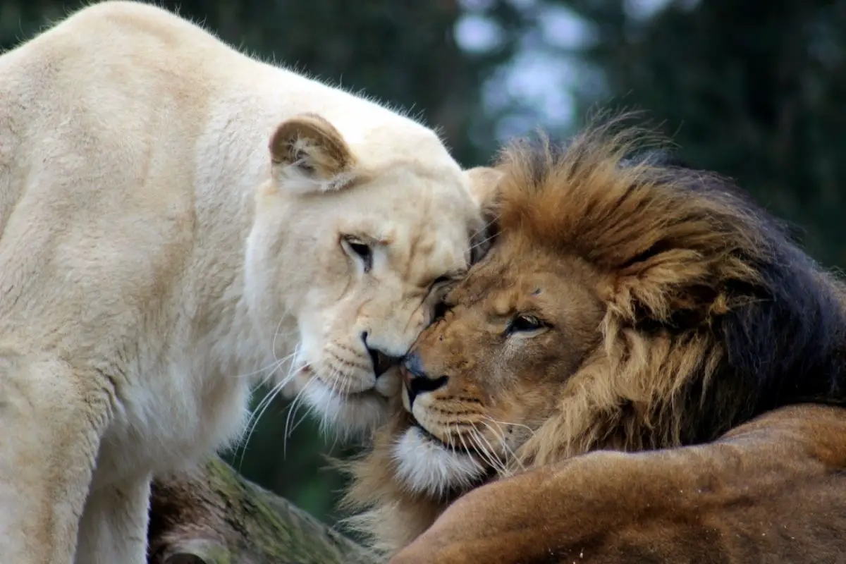 different lion colors