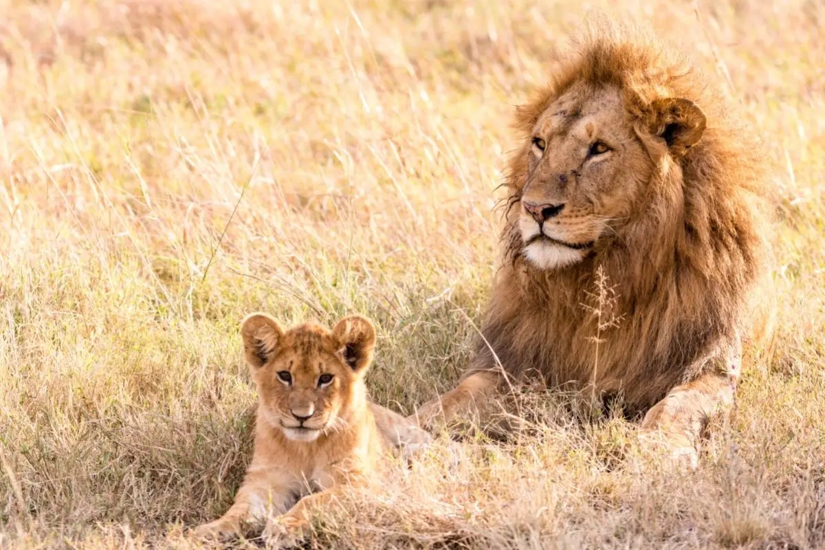 What Color Are Lions Lots Of Different Colors Tiger Tribe