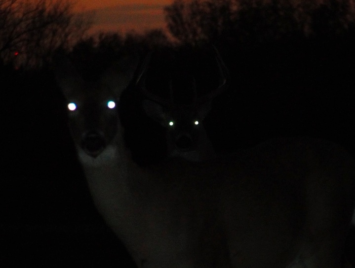 What Color Do Mountain Lion Eyes Glow Mountainao