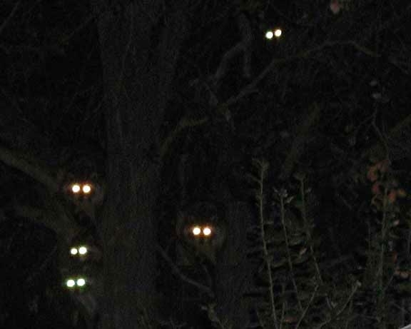What Color Do Mountain Lion Eyes Glow Mountainao