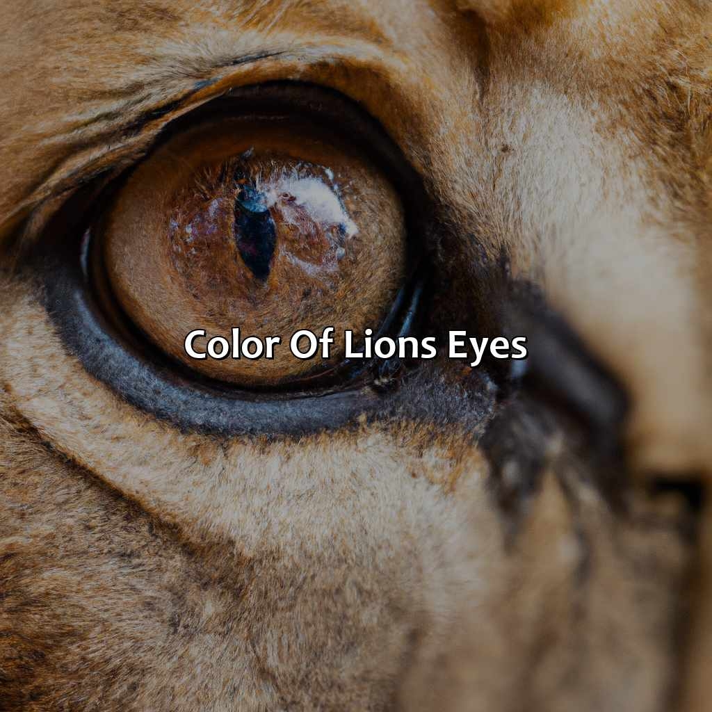 What Color Eyes Do Lions Have Colorscombo