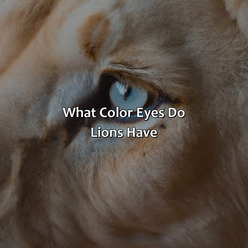 What Color Eyes Do Lions Have Colorscombo
