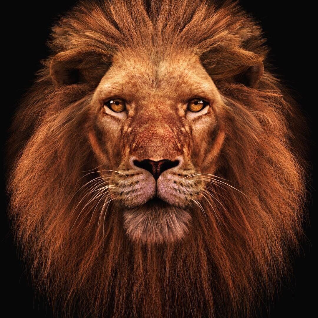 What Color Is A Lion 39 s Fur Colorxml
