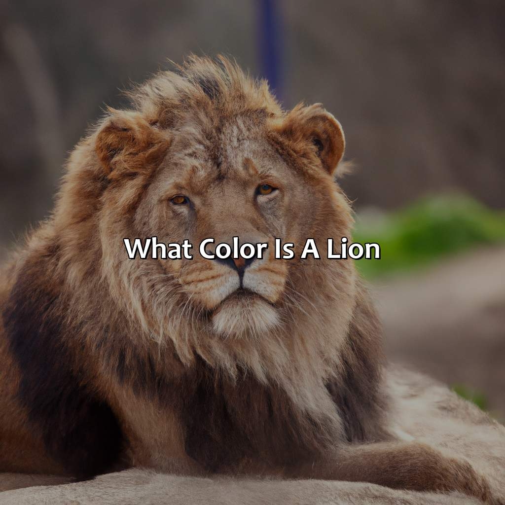 What Color Is Nero Colorscombo