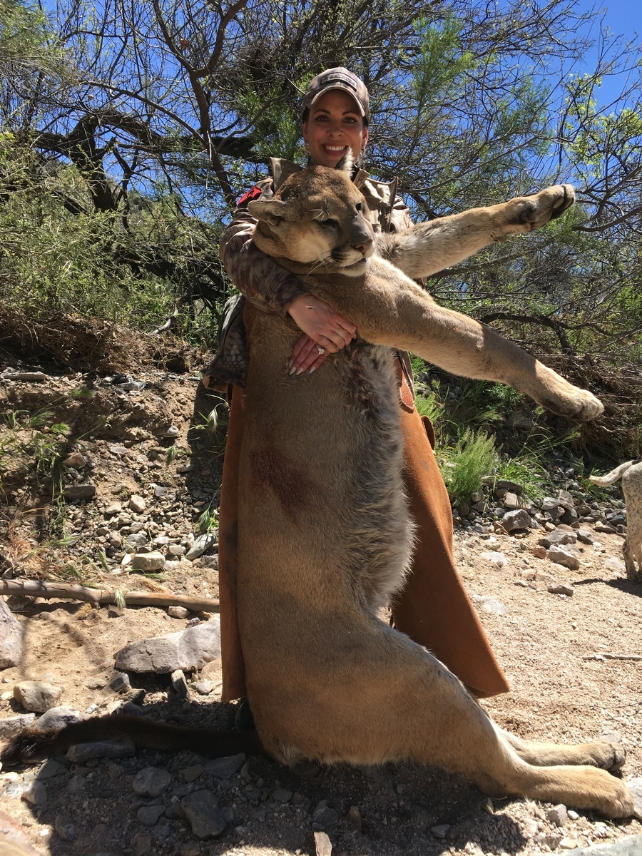 can you hunt mountain lions in colorado