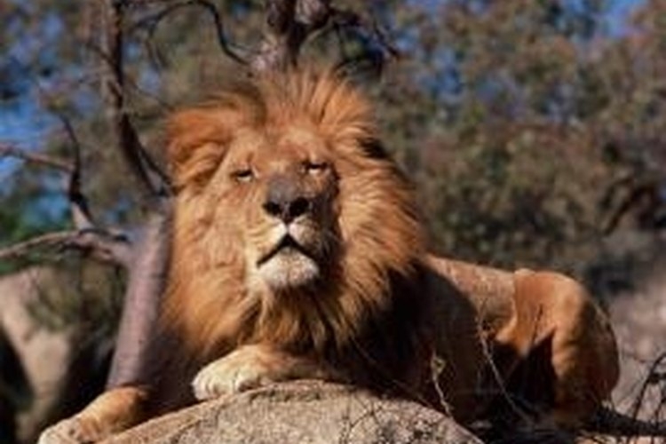 What Features Do Lions Have To Survive In The Wild Gone Outdoors 