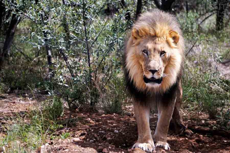 Where Do Mountain Lions Live Are They Threatened Misfit Animals