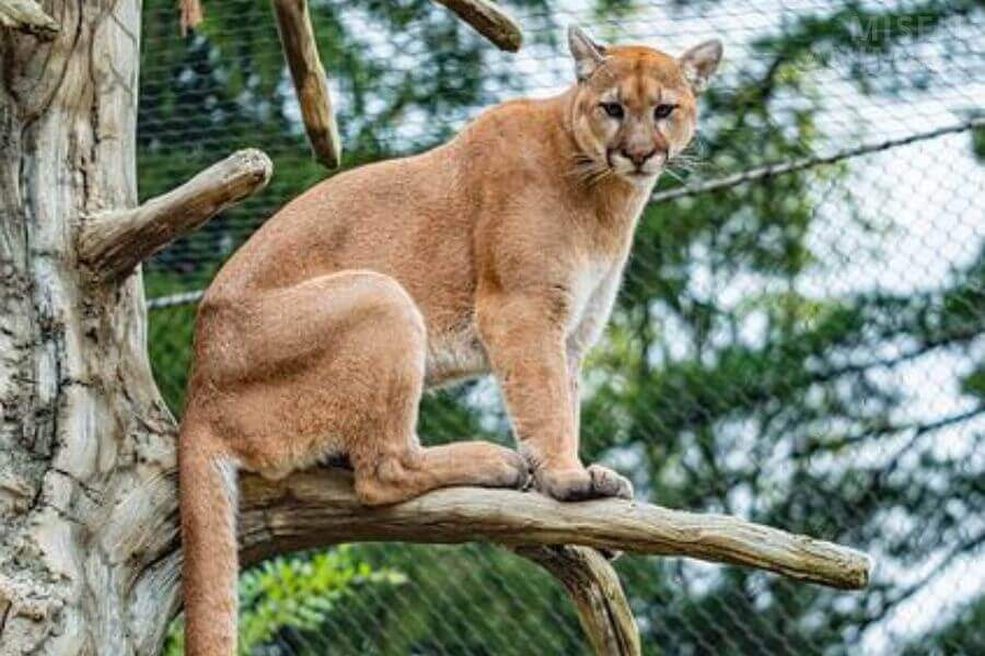 Where Do Mountain Lions Live Are They Threatened Misfit Animals