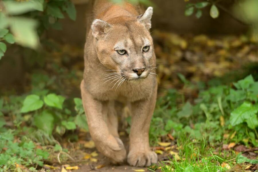 Where Do Mountain Lions Live Are They Threatened Misfit Animals