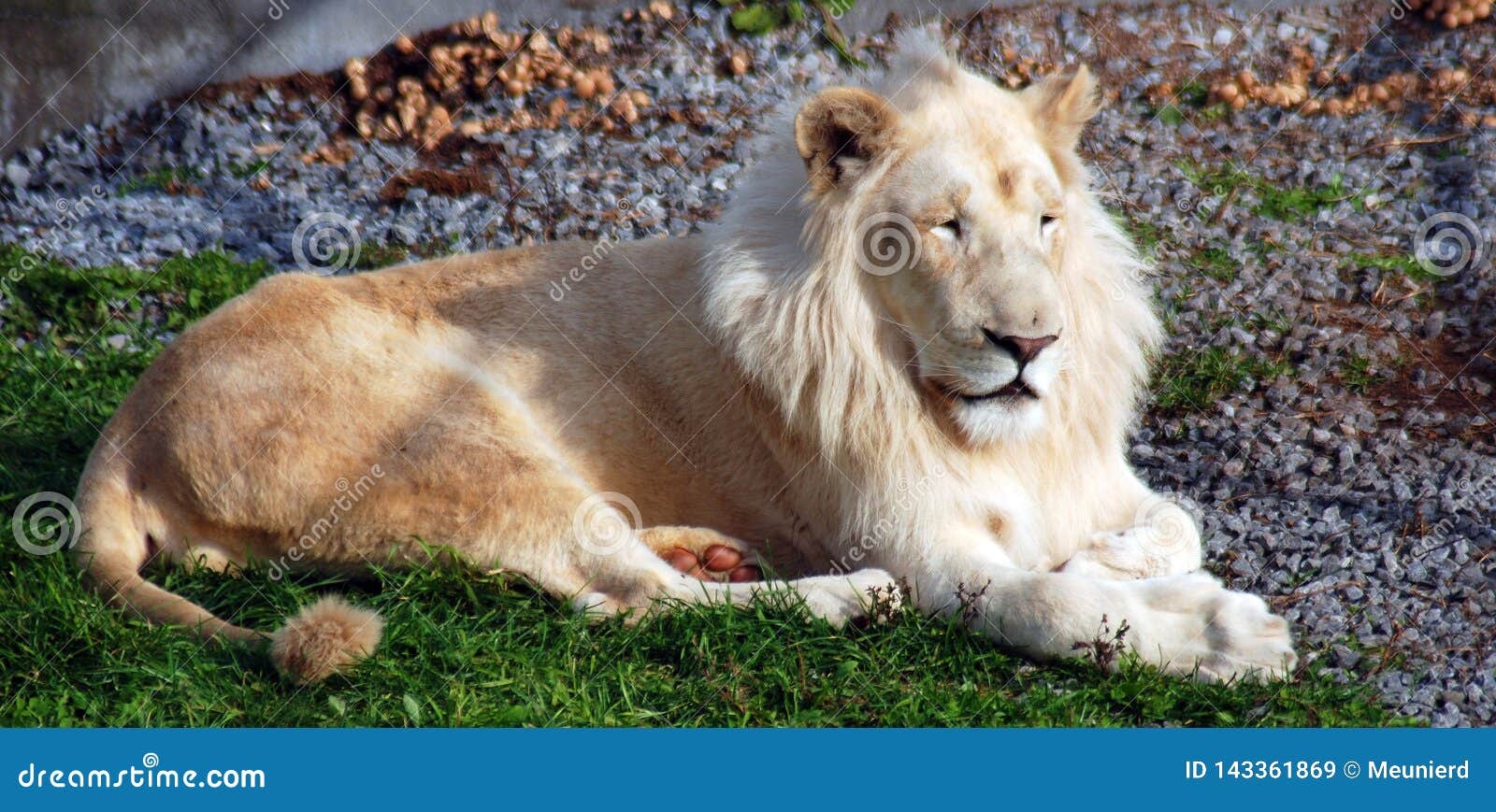 rare lion colors