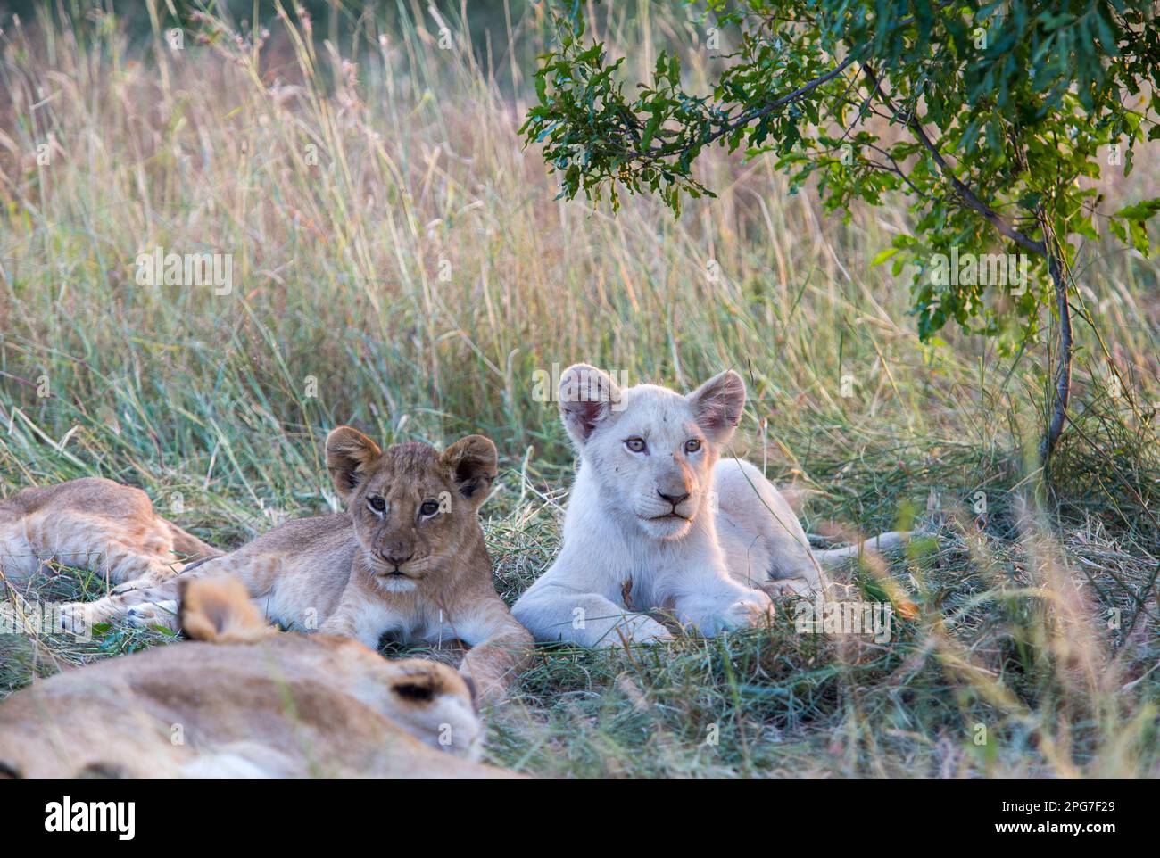 White Lion Panthera Leo Cub Lying Next To A Sibling With Normal 
