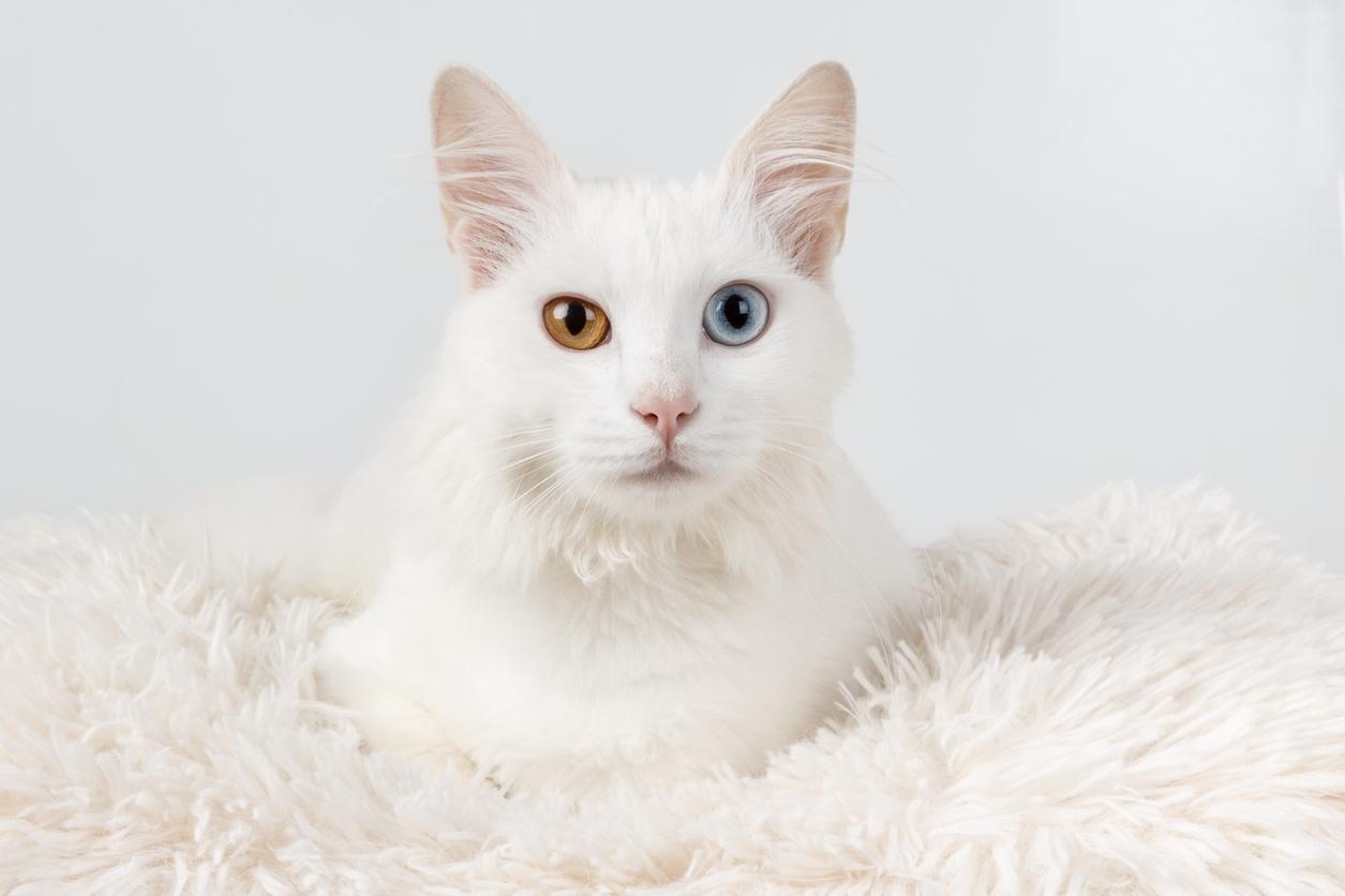 Why Do Some Cats Have Different Colored Eyes 