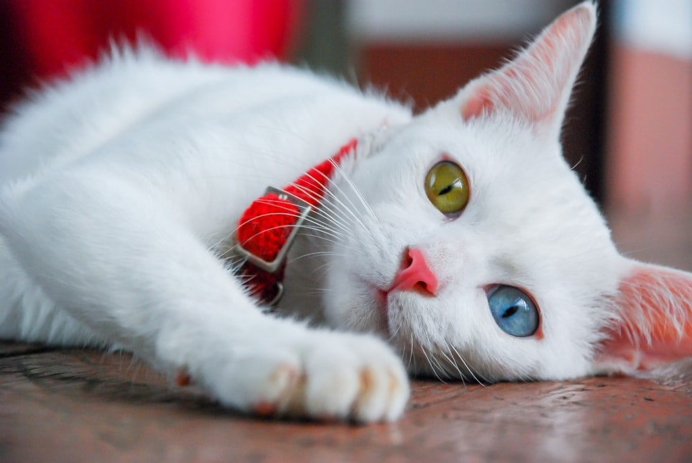 Why Do Some Cats Have Two Different Colored Eyes Petsoid