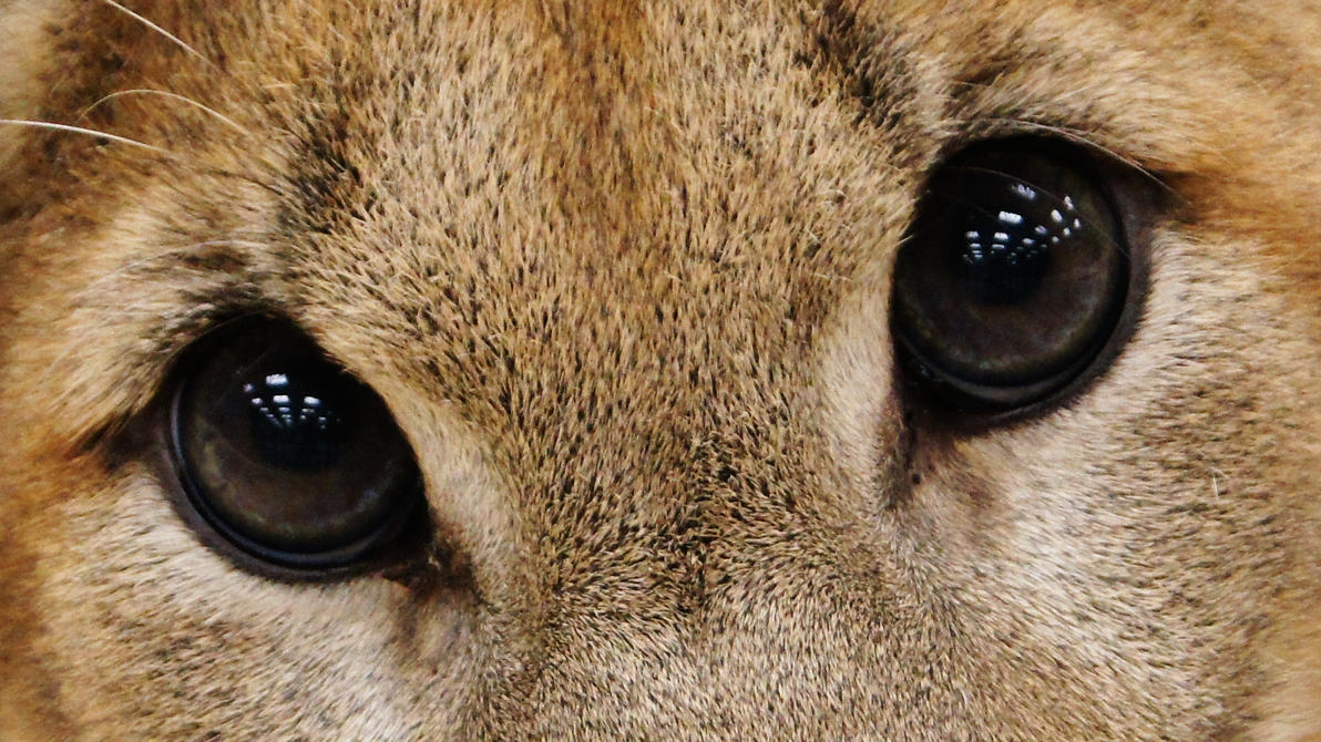 Young Mountain Lion Eyes By Zortiger On DeviantArt