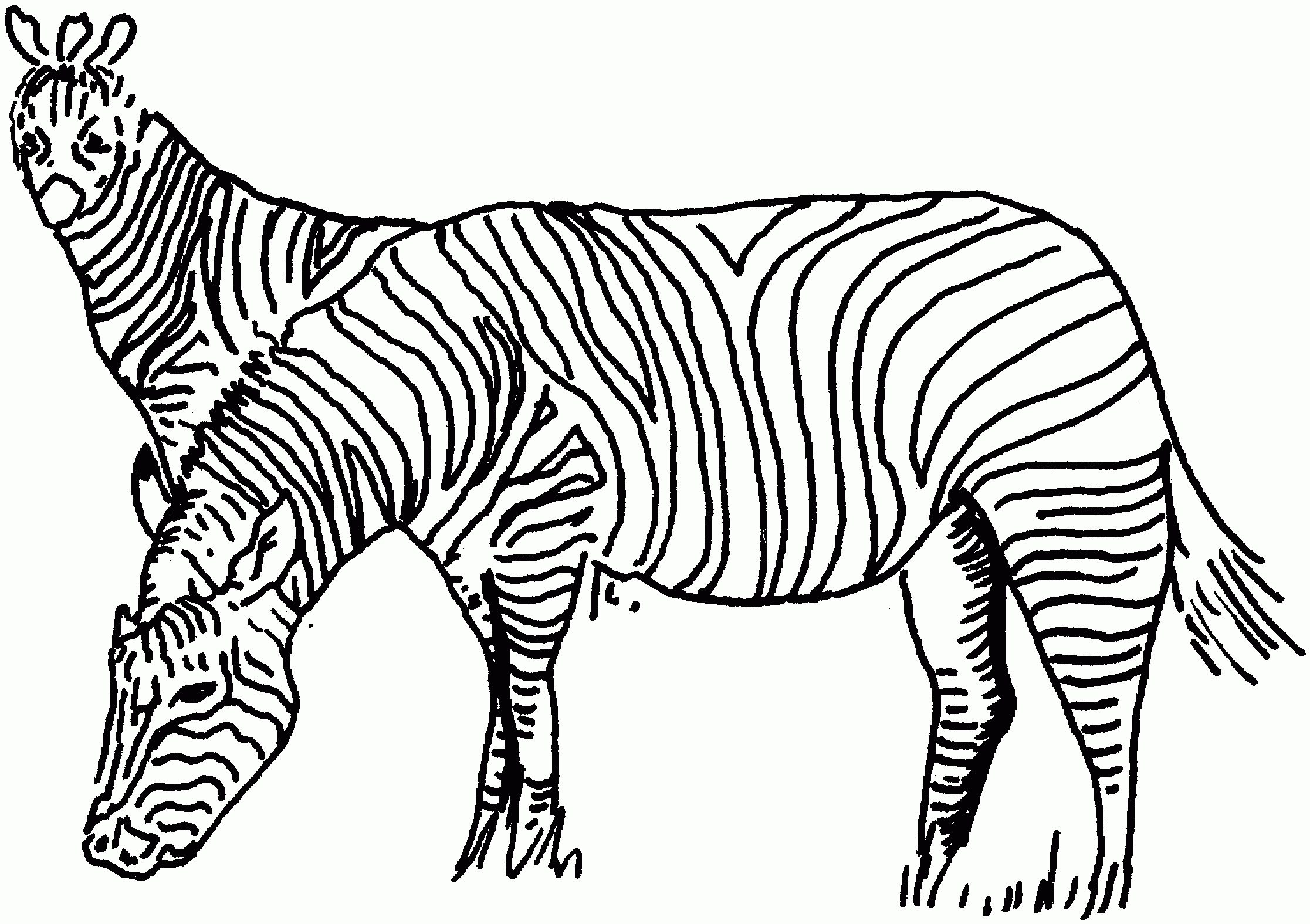 Zebra Coloring Pages Printable